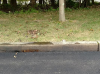 Eaco Chem - C-Tar Melt, used on Concrete Curb.
